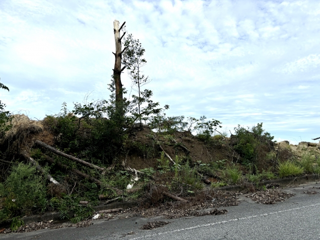 地震で倒れた木