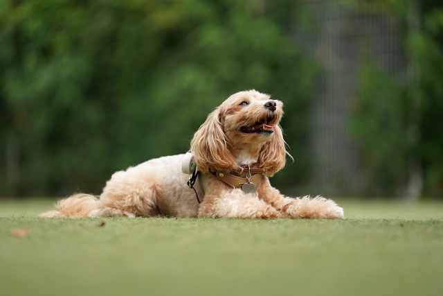 犬