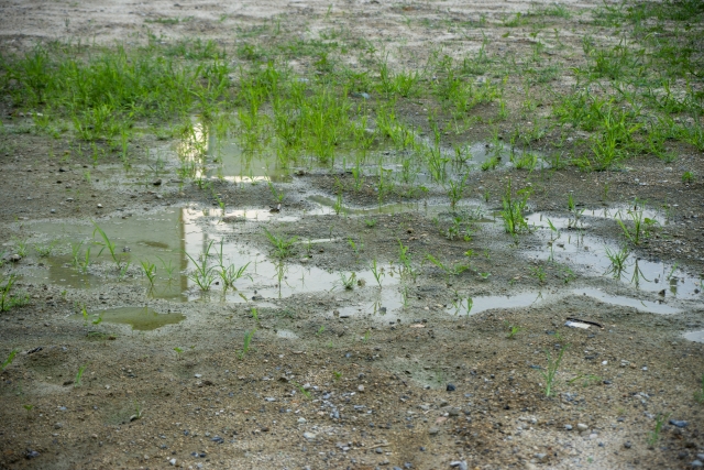 水たまり