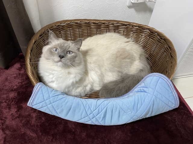 ねこ 猫 ネコ