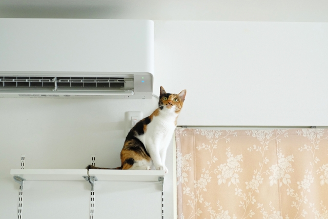 ネコ 猫